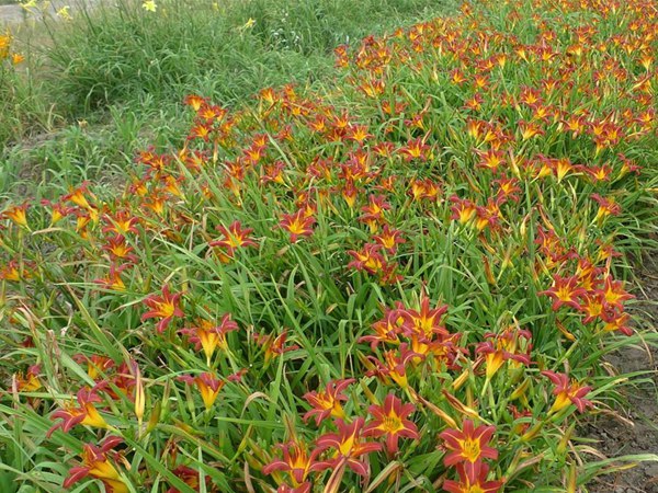 大(dà)花萱草圖片