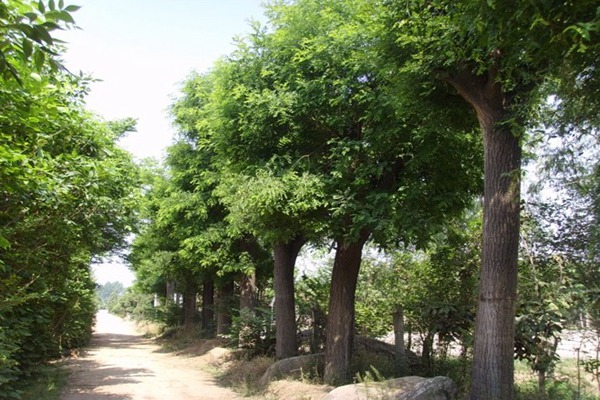 國槐樹(shù)的種植養護方法