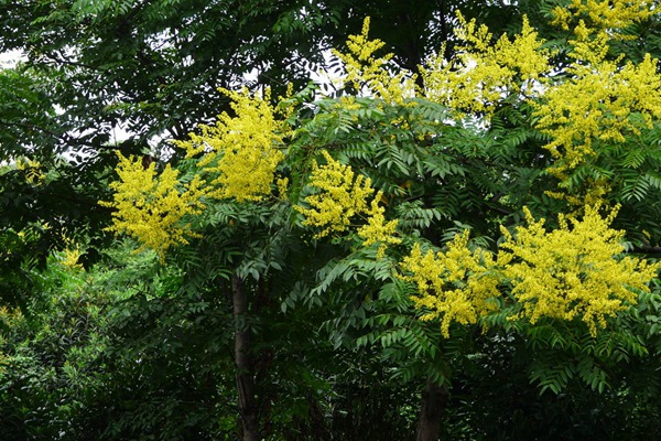 栾樹(shù)什麽時候開(kāi)花，花期多久