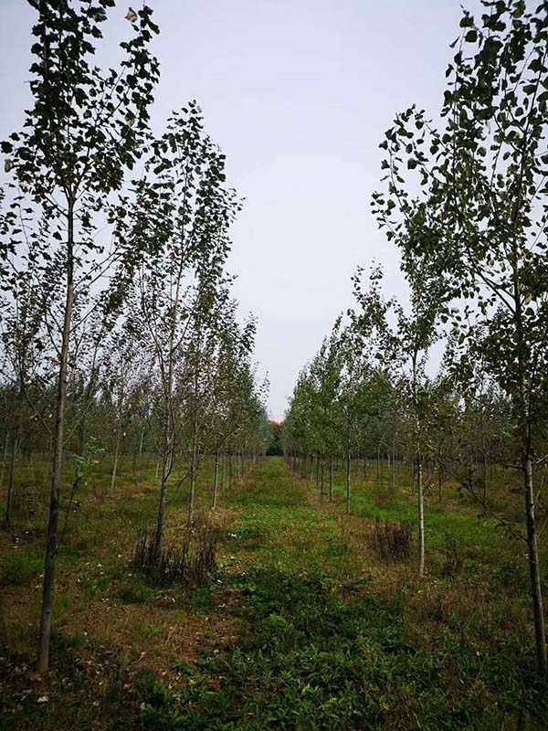 楊樹(shù)基地實拍