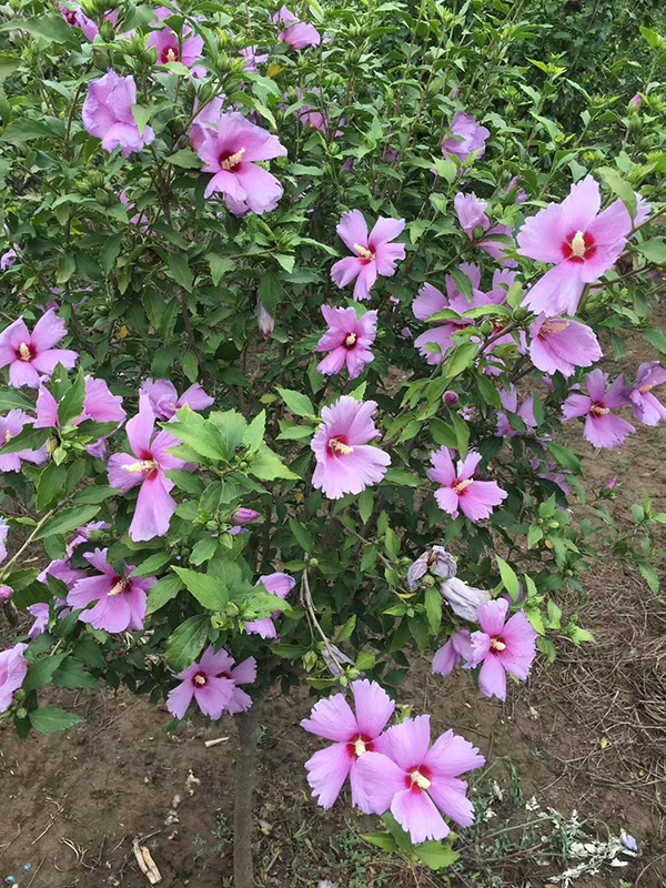 木槿開(kāi)花