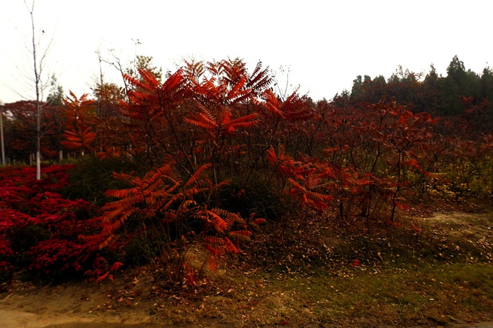 火(huǒ)炬樹(shù)