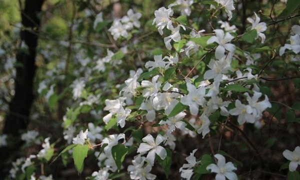 大(dà)花溲疏樹(shù)