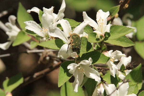 大(dà)花溲疏樹(shù)