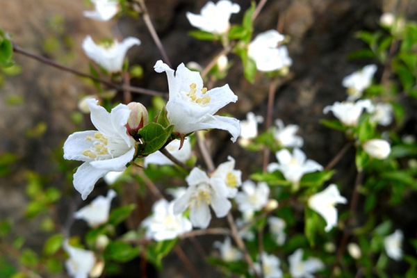 大(dà)花溲疏樹(shù)