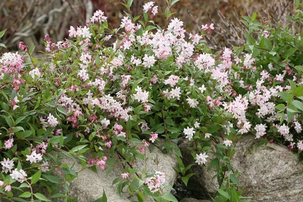 大(dà)花溲疏樹(shù)