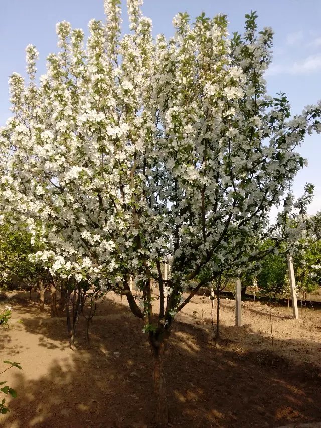 八棱海棠花期多久，幾月份開(kāi)花