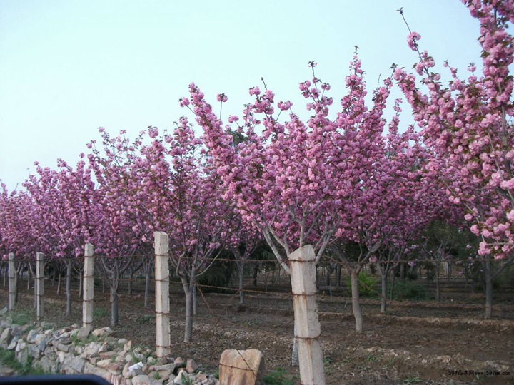 櫻花樹(shù)