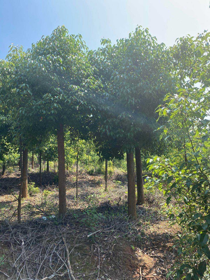 香樟樹(shù)苗什麽時候種植最好