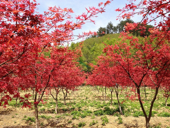 紅楓樹(shù)