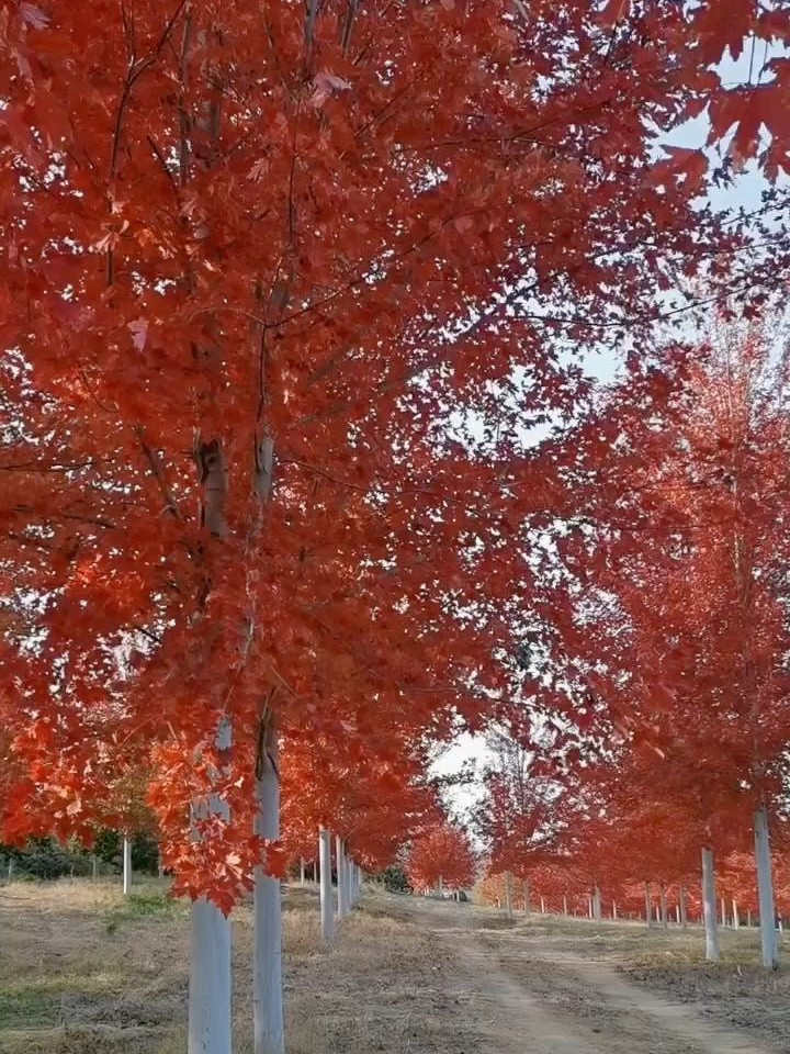 秋火(huǒ)焰紅楓