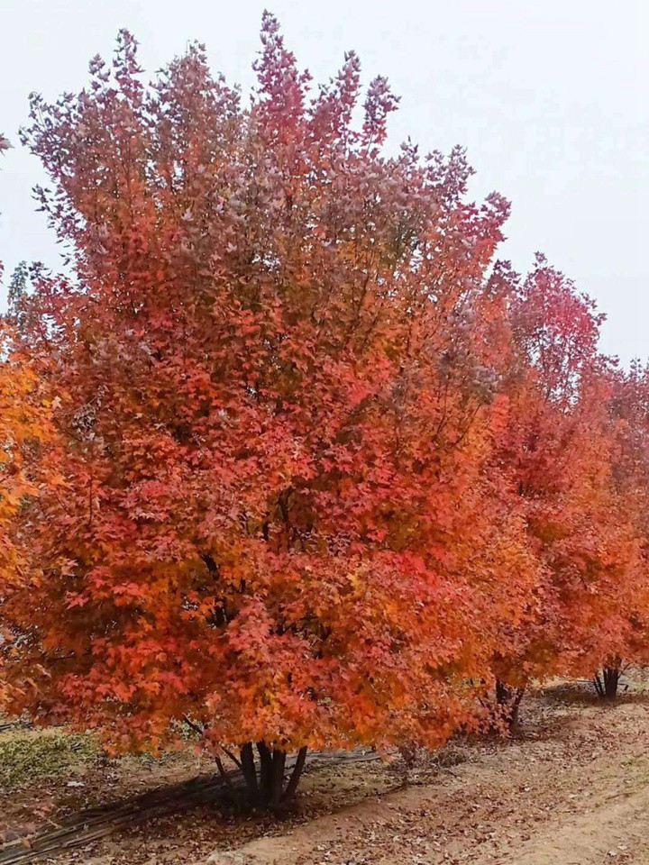 叢生(shēng)紅點紅楓