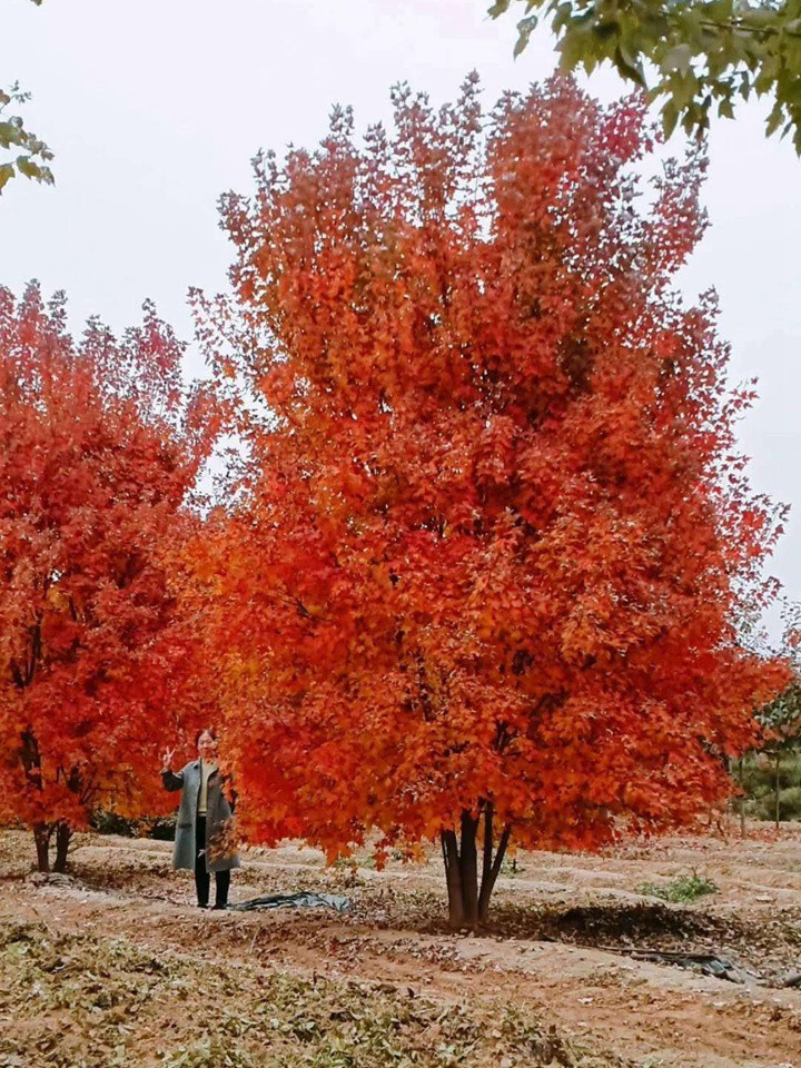 叢生(shēng)紅點紅楓