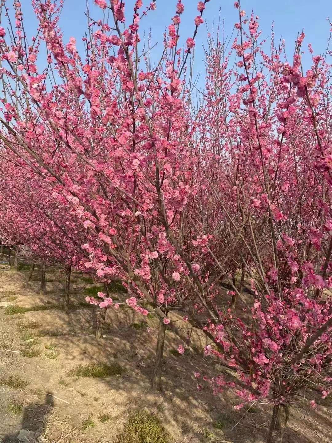 紅梅樹(shù)苗多少錢一(yī)棵