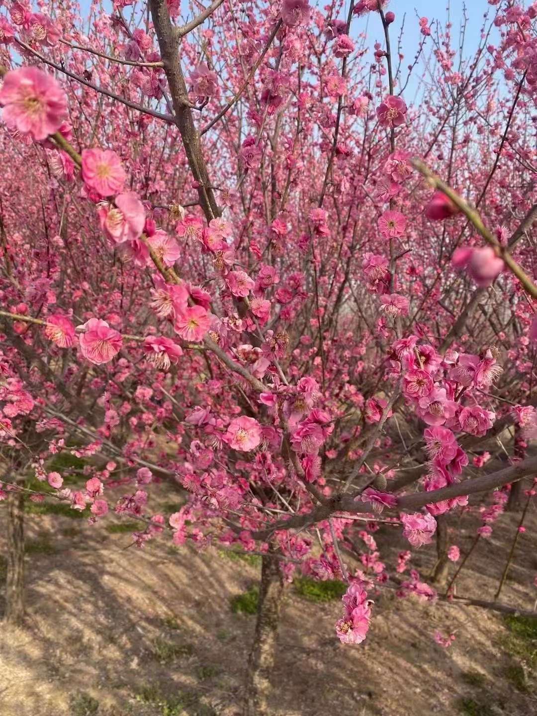 紅梅樹(shù)苗多少錢一(yī)棵