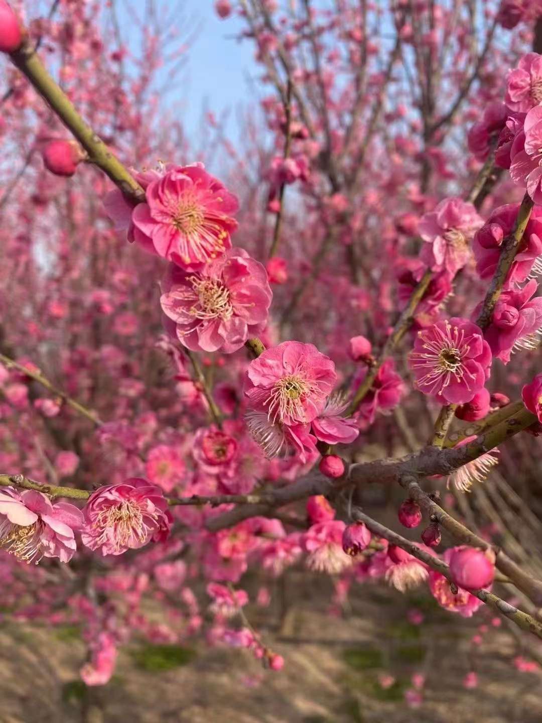 紅梅樹(shù)苗多少錢一(yī)棵