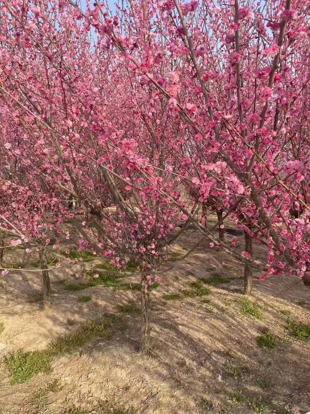 紅梅樹(shù)苗多少錢一(yī)棵