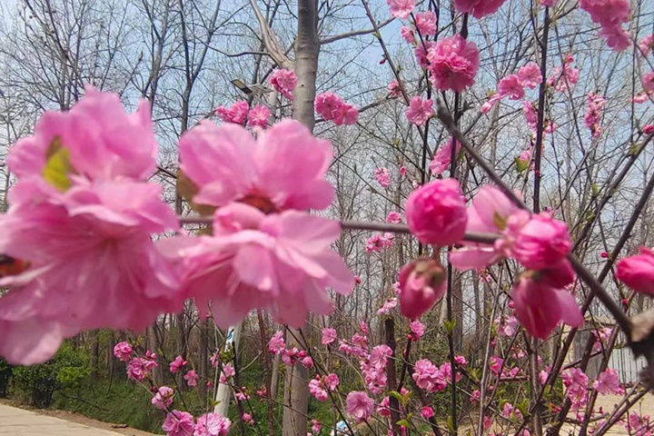 榆葉梅樹(shù)苗價格，榆葉梅小(xiǎo)苗價格