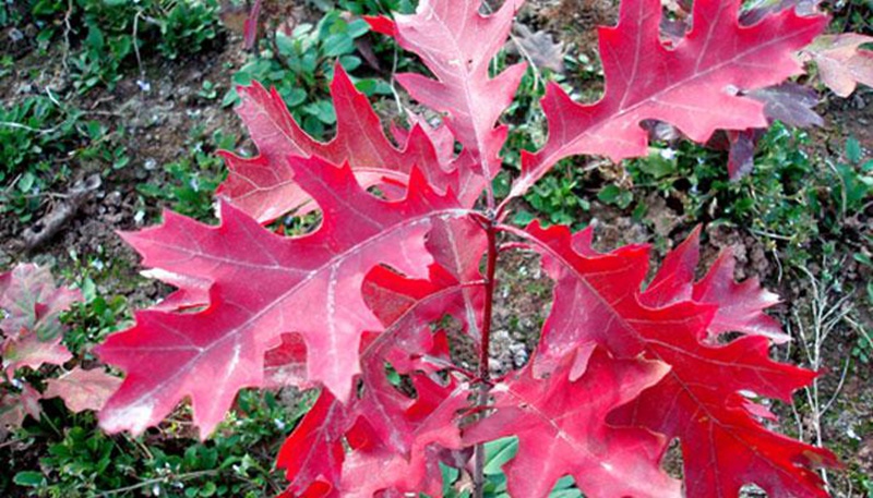 歐洲紅栎