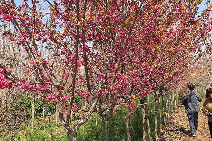 櫻花樹(shù)