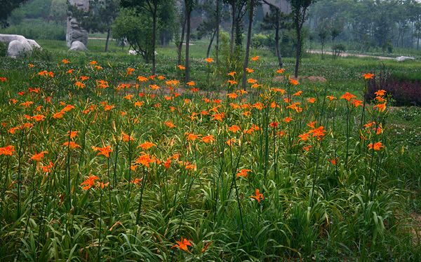 大(dà)花萱草圖片