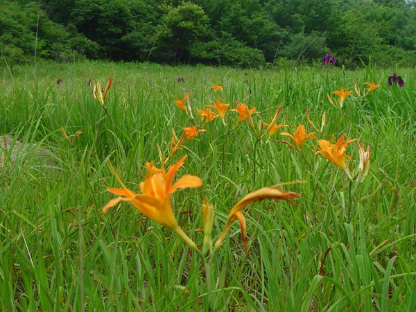 大(dà)花萱草圖片