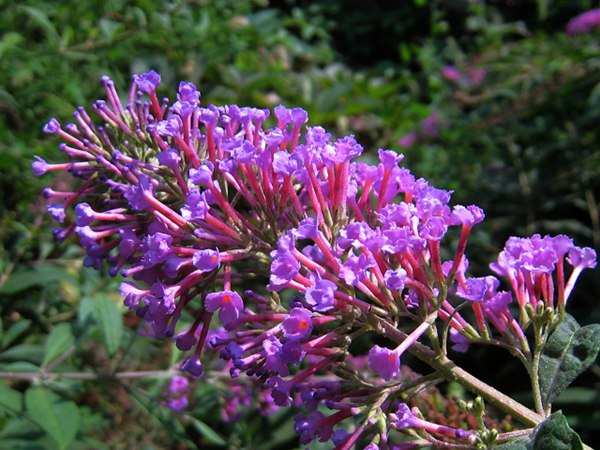 大(dà)花醉魚草圖片