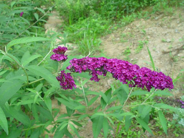 大(dà)花醉魚草圖片