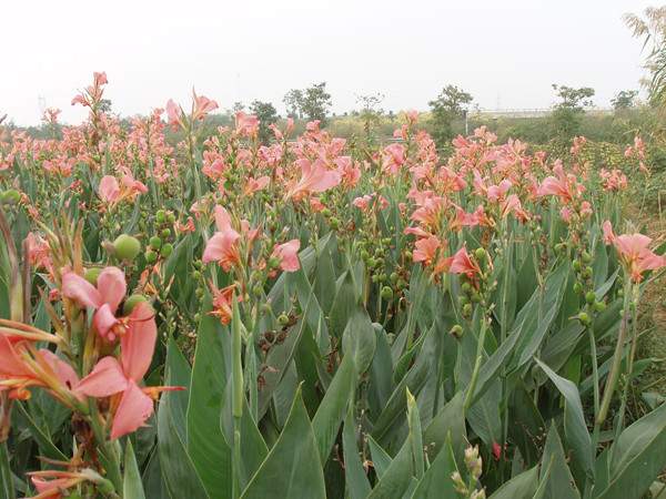 大(dà)花美人蕉