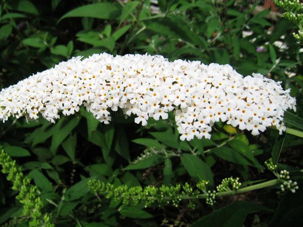 大(dà)花醉魚草圖片