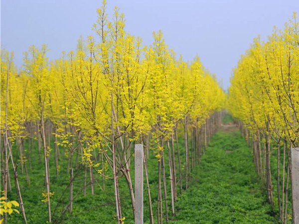 金葉白(bái)蠟