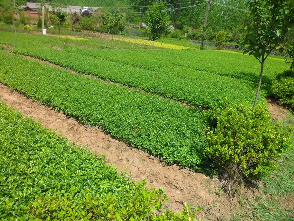 膠東衛矛圖片