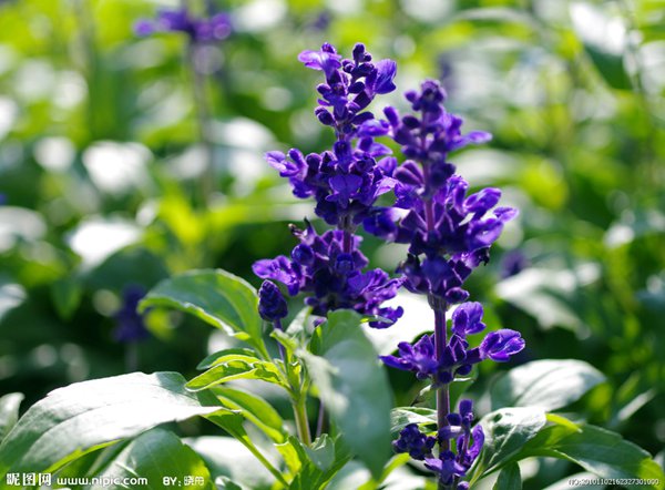 藍(lán)花鼠尾草圖片