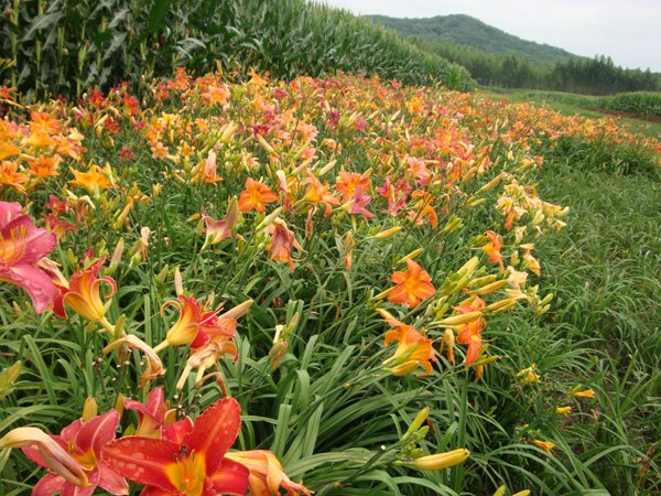 大(dà)花萱草圖片