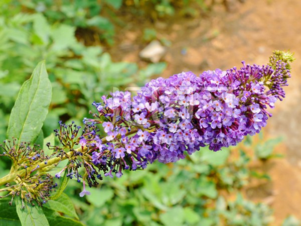 大(dà)花醉魚草圖片