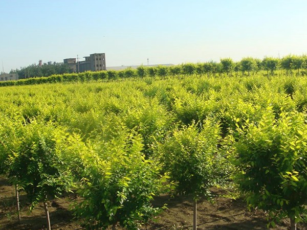 高杆金葉榆球