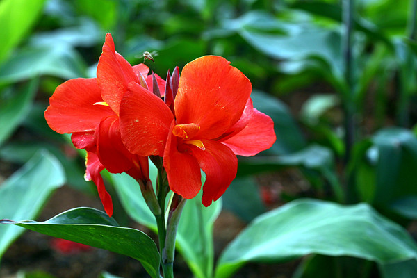 美人蕉什麽時候開(kāi)花