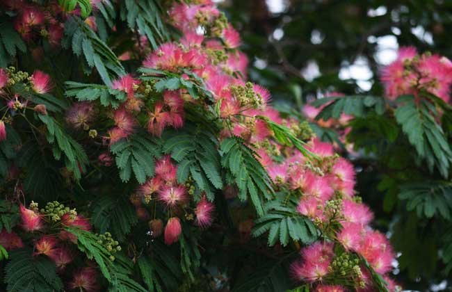 合歡花的産地分(fēn)布