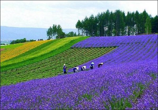 藍(lán)花鼠尾草圖片