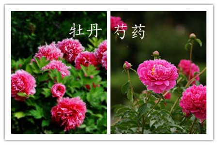 辨别方法四：看花開(kāi)期