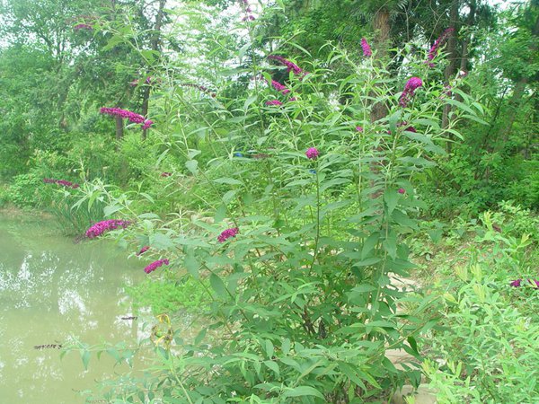 大(dà)花醉魚草圖片