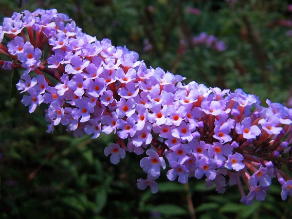 大(dà)花醉魚草圖片