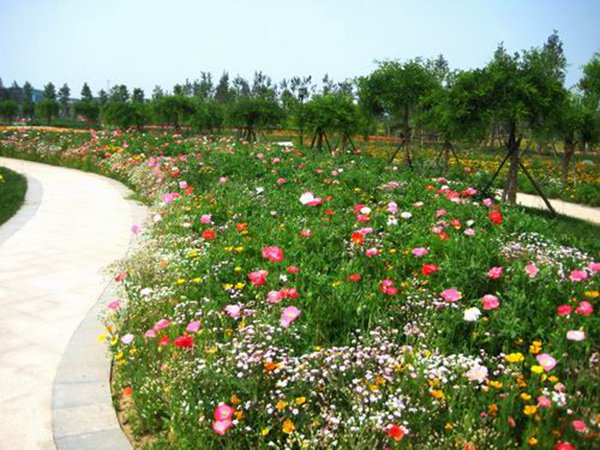 大(dà)花秋葵圖片