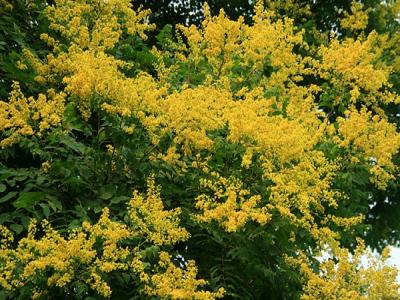 栾樹(shù)什麽時候開(kāi)花，花期多久