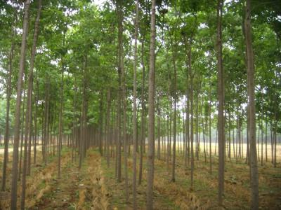 楸樹(shù)的種植市場價格多少錢