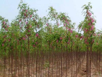 市場中(zhōng)香花槐樹(shù)苗價格多少