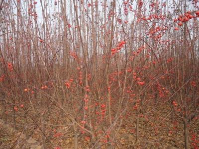 冬紅果海棠怎麽種植養護