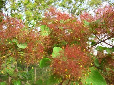 黃栌樹(shù)如何種植，有什麽種植技巧