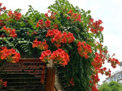 淩霄花什麽時候開(kāi)花(淩霄花的花期)