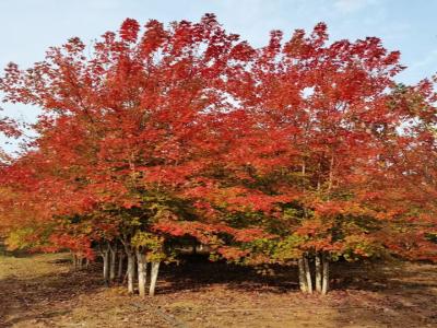 秋火(huǒ)焰紅楓